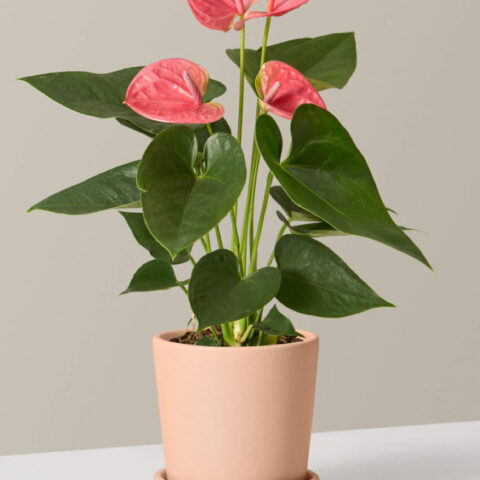 Pink Anthurium